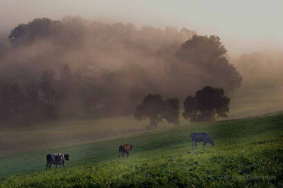 Nebel