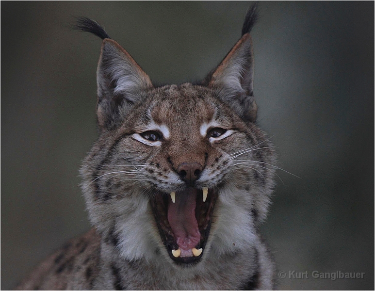 Luchs