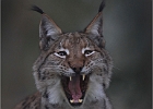 Luchs