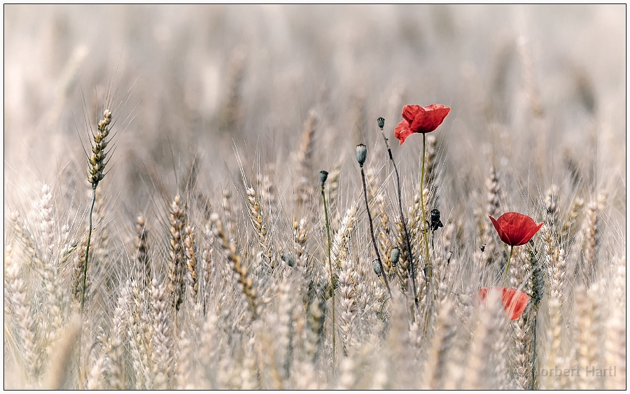 Feldmohn