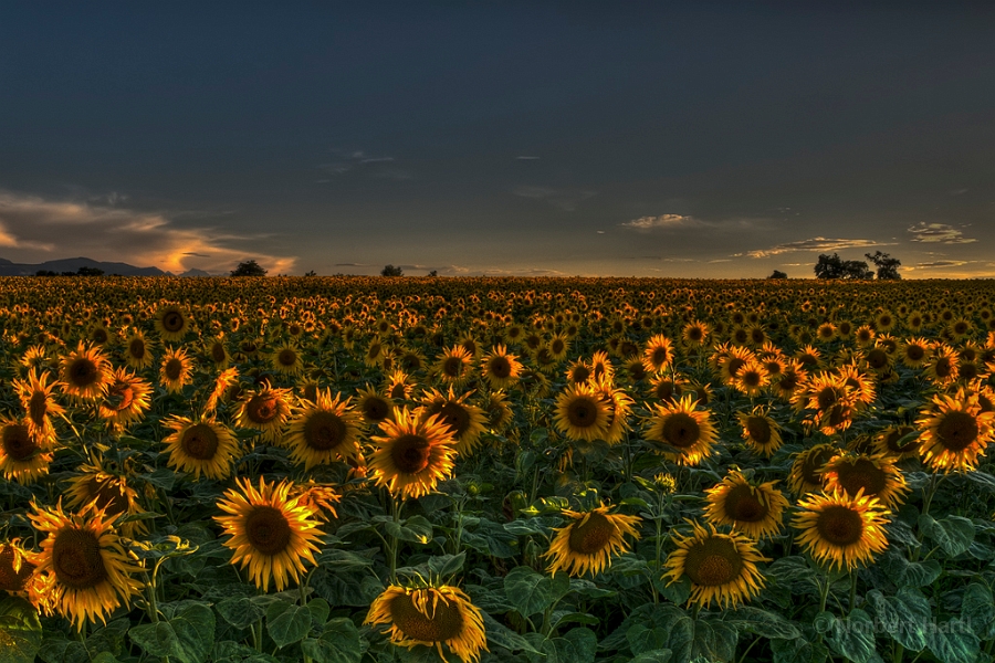 Sonnenblumen