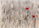 Feldmohn