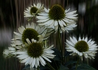 Rosengarten 1