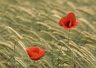 Mohn