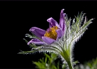 Pulsatilla Vulgaris