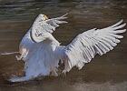 Singschwan