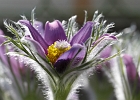 pasque flower