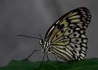 Schmetterling