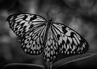 Schmetterling