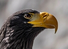 eagle : 2025, Hohenwerfen, Raubvögel