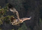 imperial eagle 2 : 2025, Hohenwerfen, Raubvögel