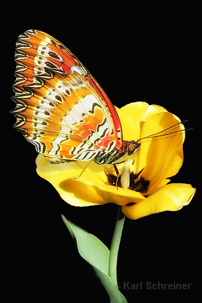 Schmetterling