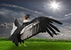 Condor.jpg