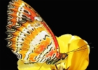 Schmetterling