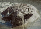 Buffalo