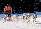 Schlittenhunde