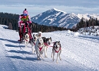 Sleddog racer