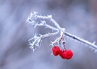 eiskristalle
