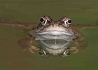 Frosch