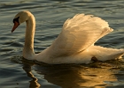 Schwan im Abendlicht